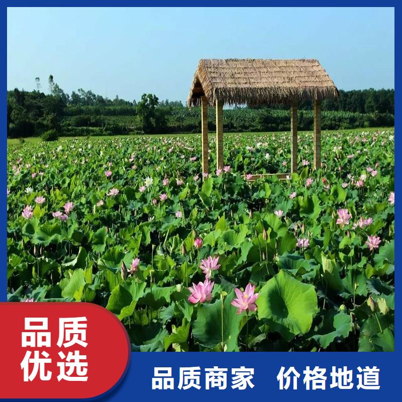 欢迎访问#荷花苗#实体厂家