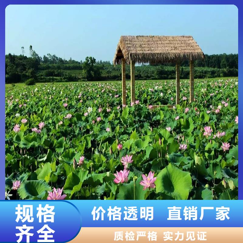重信誉观赏荷花厂家