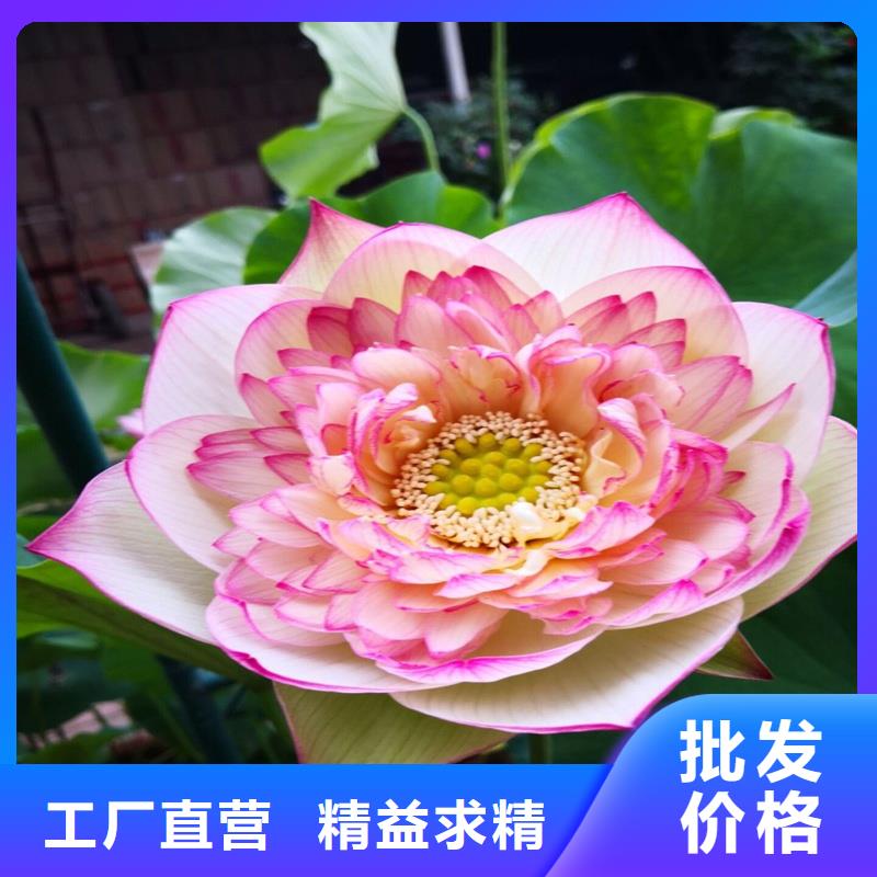 大型荷花苗质量广受好评