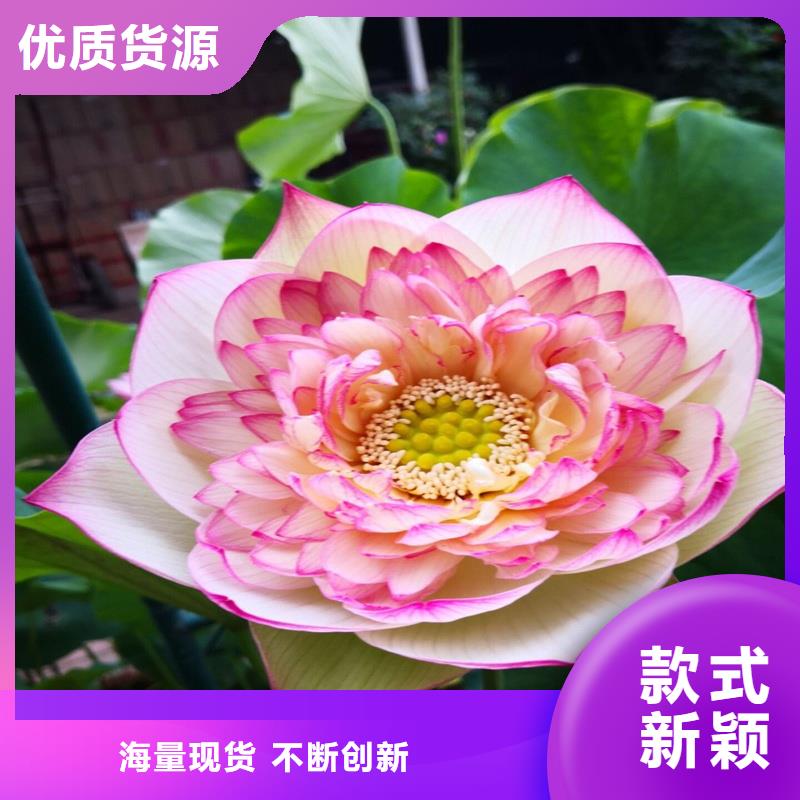 口碑好的耐寒荷花苗销售厂家