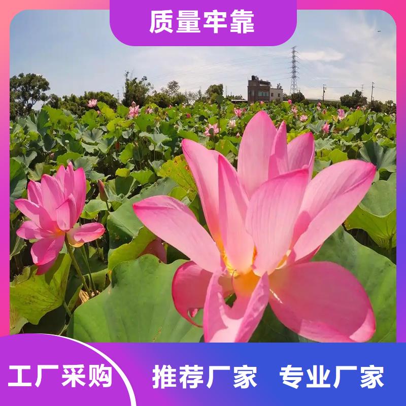 耐寒荷花苗、耐寒荷花苗生产厂家-