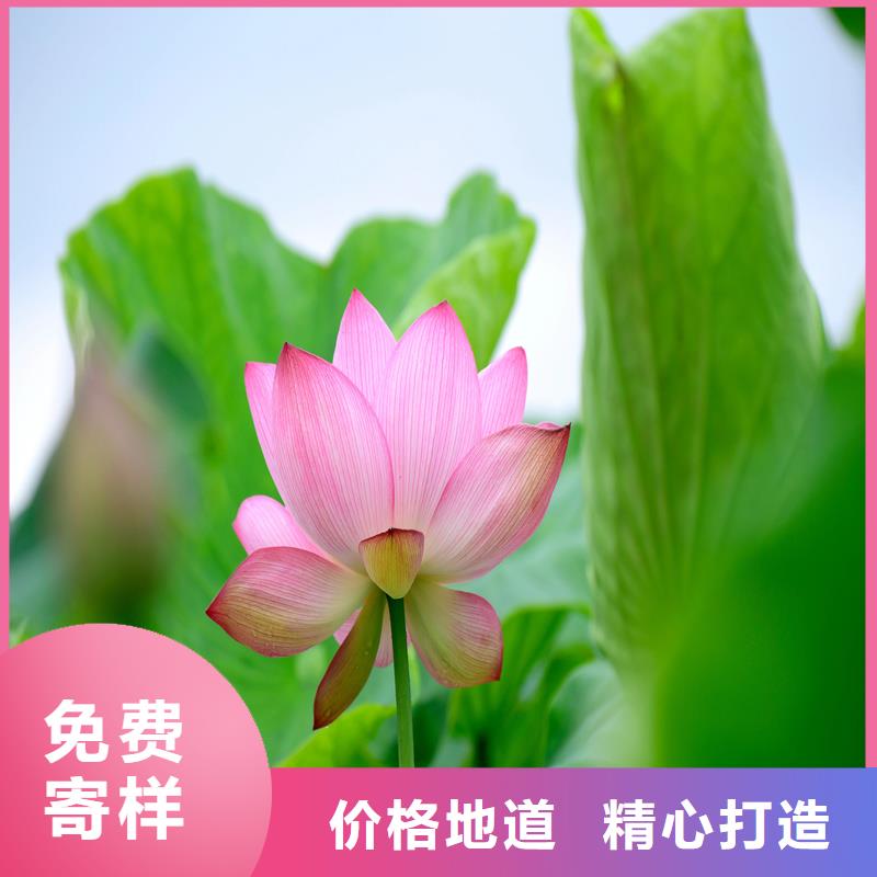 盆栽荷花苗-供应厂家