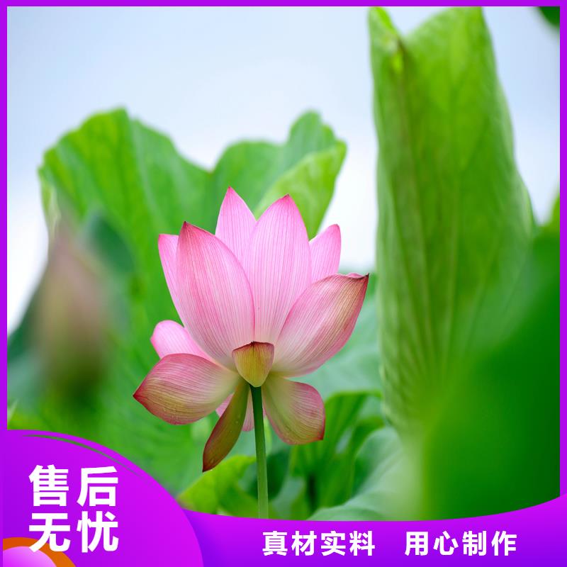 观赏荷花苗包安装