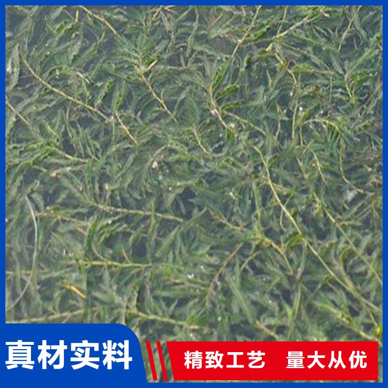 竹叶眼子菜质量放心