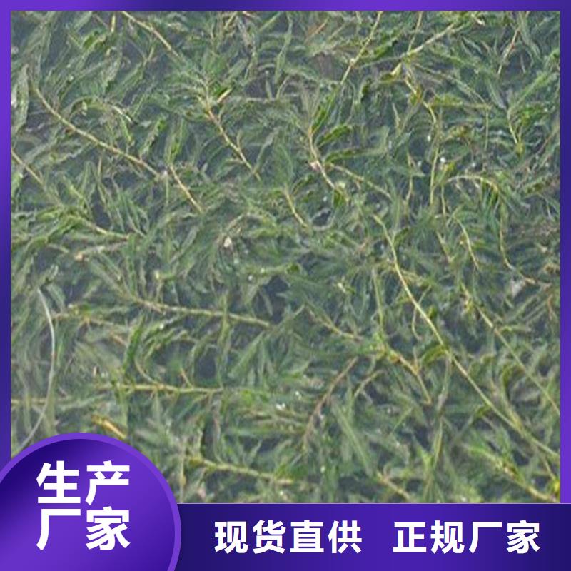 专业销售龙须眼子菜-放心