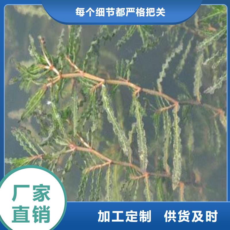 轮叶黑藻-高标准高质量