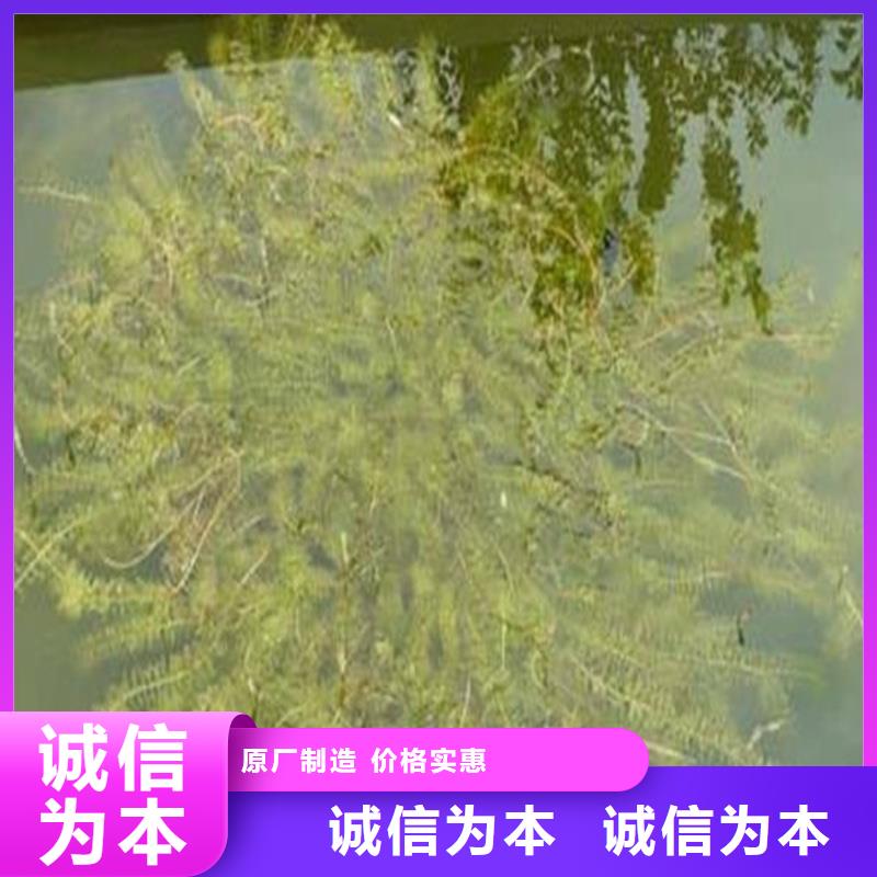 有现货的菹草公司