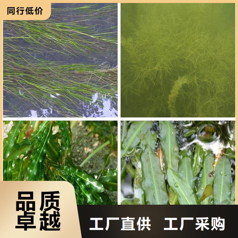 小茨藻-小茨藻大型厂家