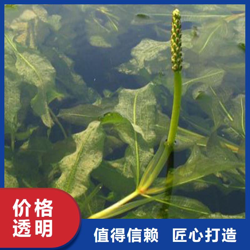 小茨藻施工方案