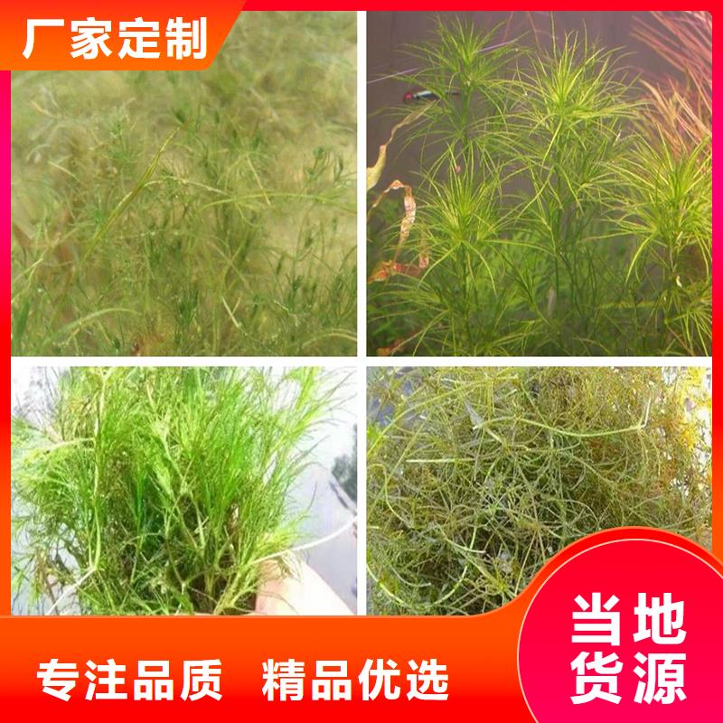 竹叶眼子菜质量放心