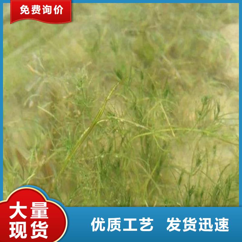 现货充足的苦草厂家