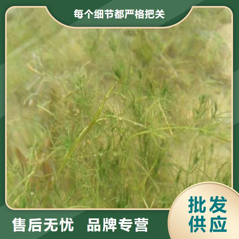 水毛茛厂家放心购