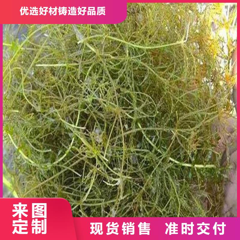 苦草厂家热销