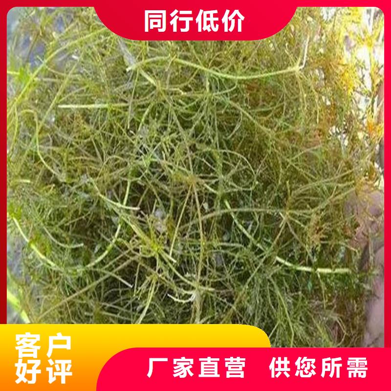 :微齿眼子菜供货商