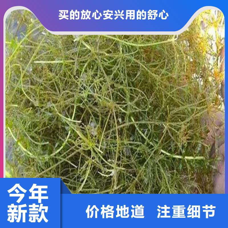 水毛茛厂家放心购