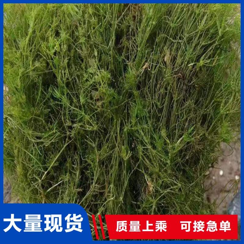 菹草购买注意事项