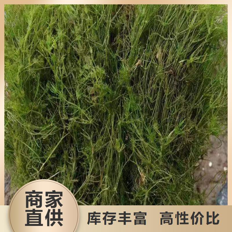 发货及时的马来眼子菜销售厂家