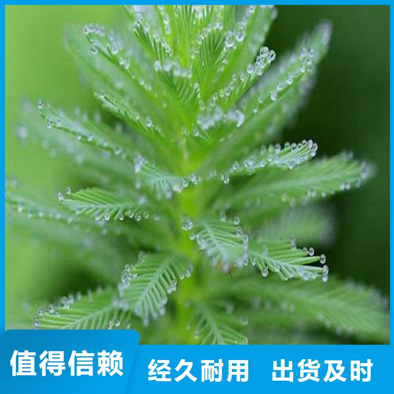 水毛茛厂家放心购