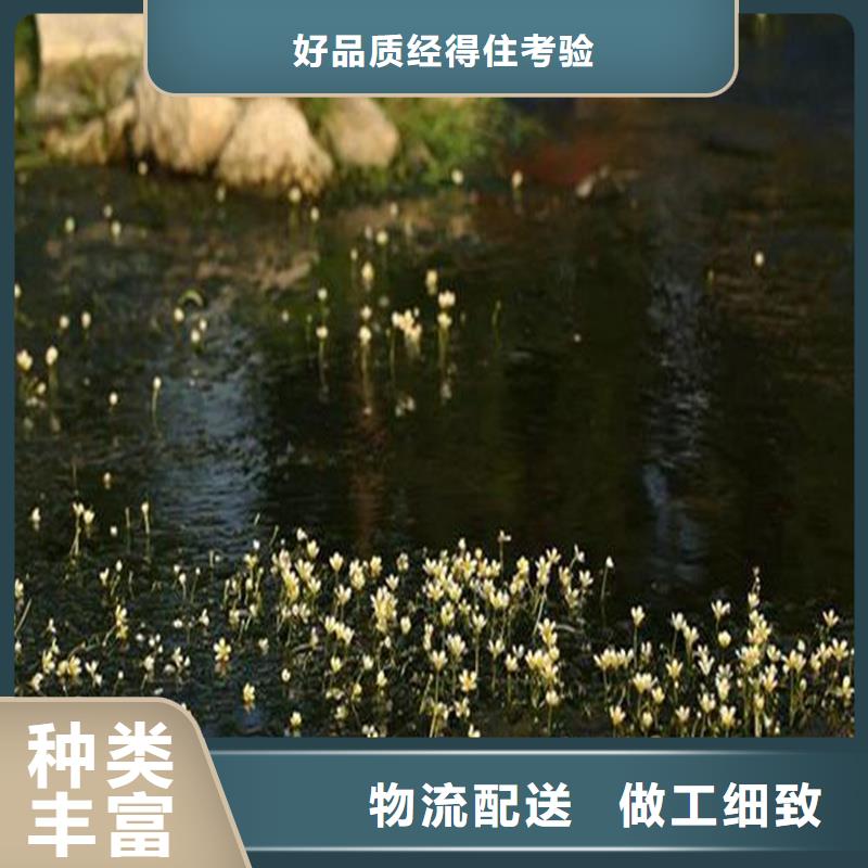 龙须眼子菜-客户一致好评