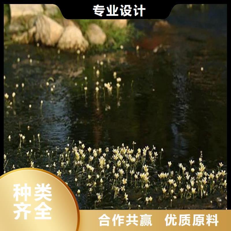 马来眼子菜-马来眼子菜实力强