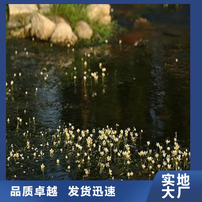 金鱼藻查看详情