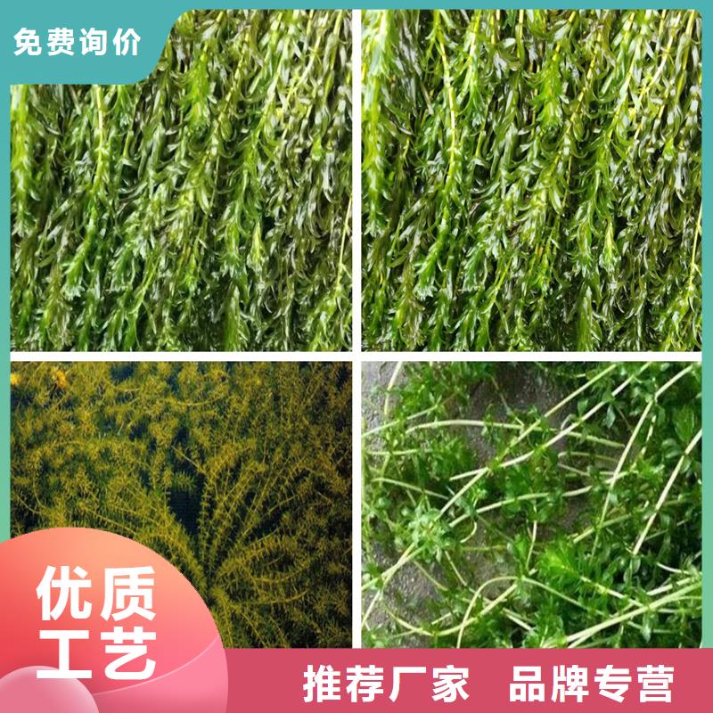 小茨藻施工方案