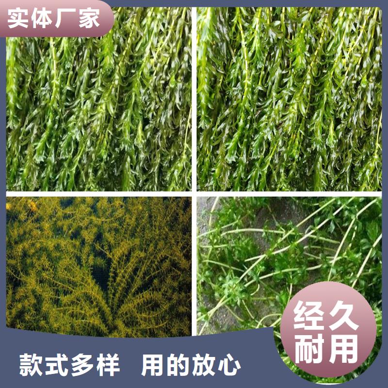 性价比高的轮叶黑藻供货商