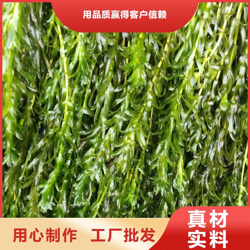 值得信赖的麦黄草生产厂家