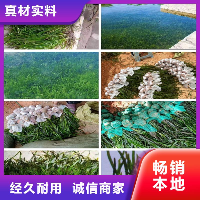 沉水植物工厂直销