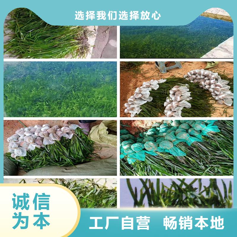 沉水植物工厂直销