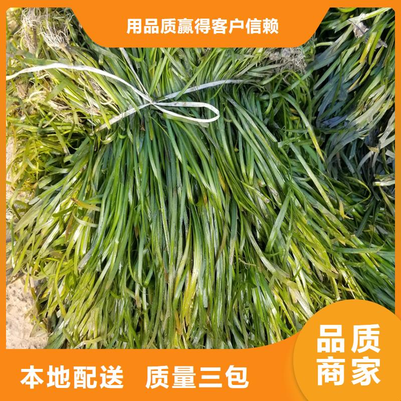 竹叶眼子菜-竹叶眼子菜高性价比