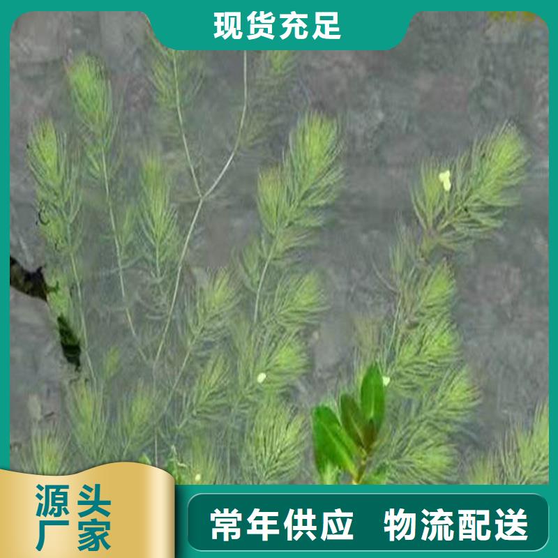 金鱼藻优选品牌