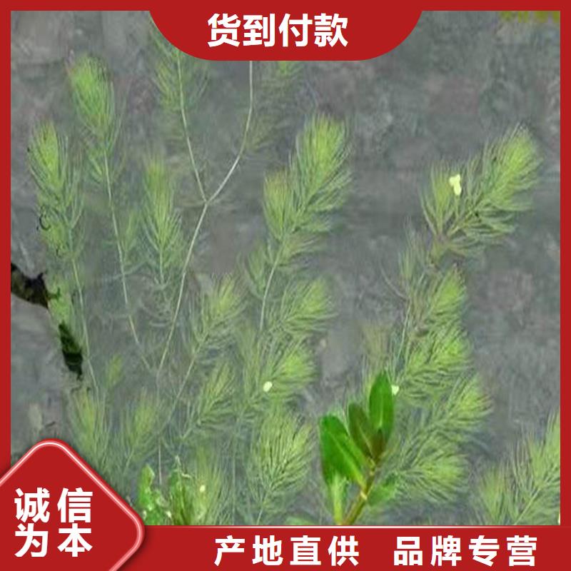 欢迎访问##菹草价格##