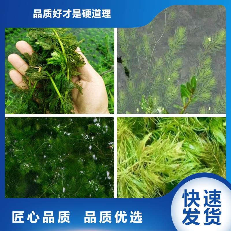 定做水生植物的公司