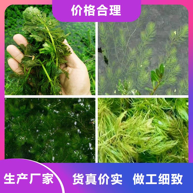 水毛茛现货齐全