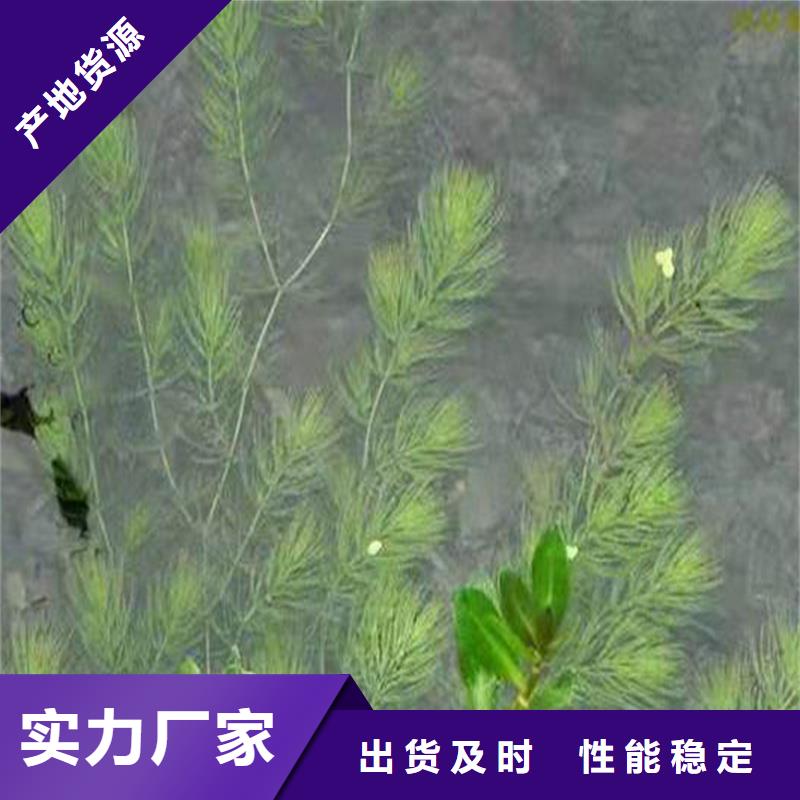水毛茛厂家放心购