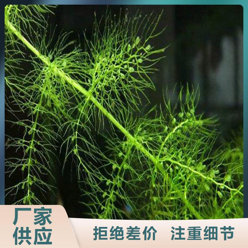 竹叶眼子菜质量放心