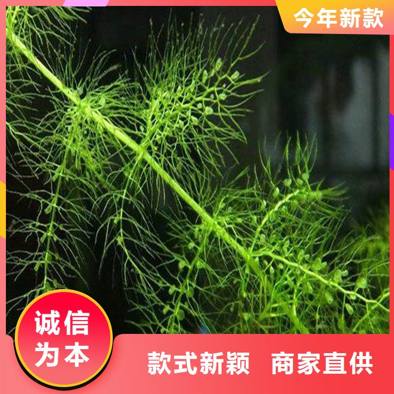 水毛茛现货齐全