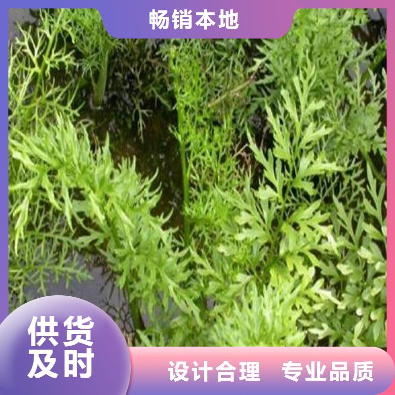 伊乐藻值得信赖的厂家