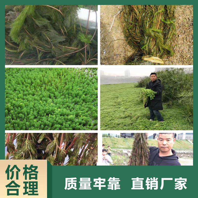 水毛茛多种规格供您选择