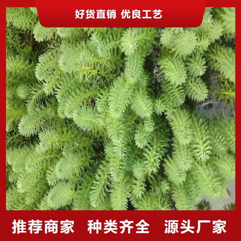 竹叶眼子菜优质商家