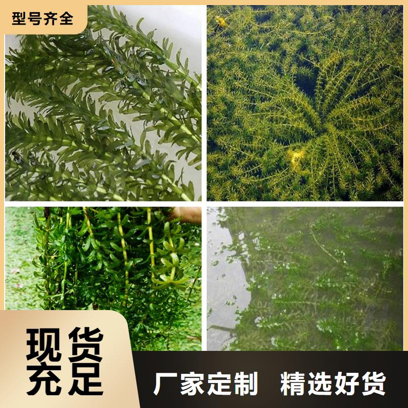 批发微齿眼子菜_优质厂家