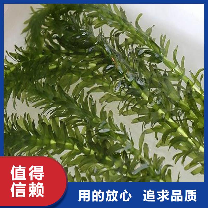 水毛茛现货齐全