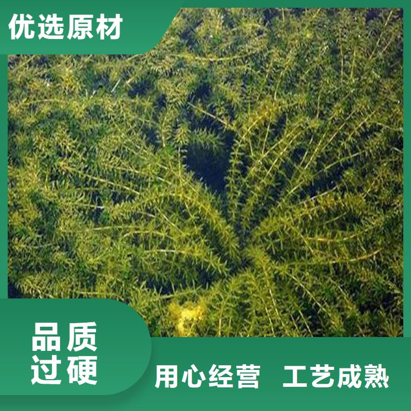 定做水生植物的公司
