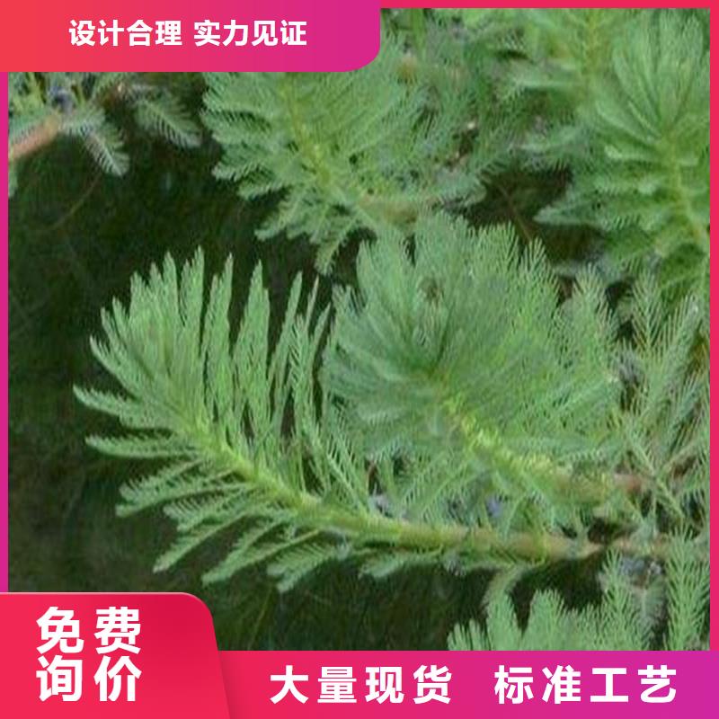 穗花狐尾藻工厂现货