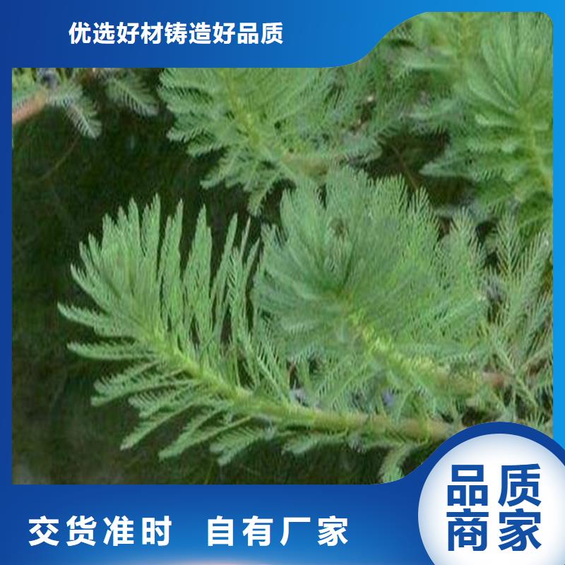 龙须眼子菜供货稳定