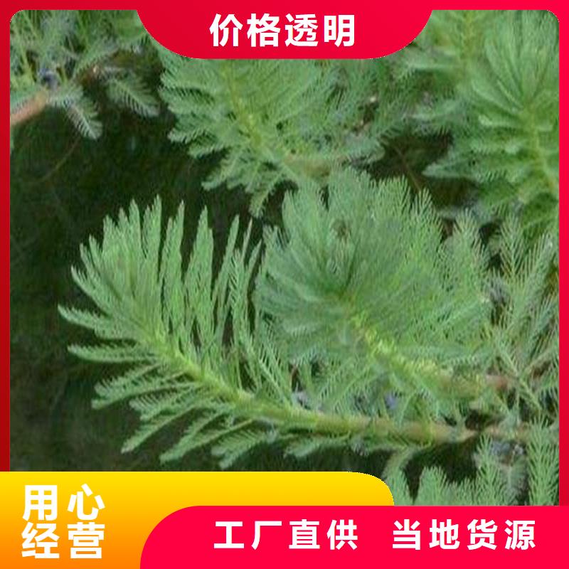 金鱼藻查看详情