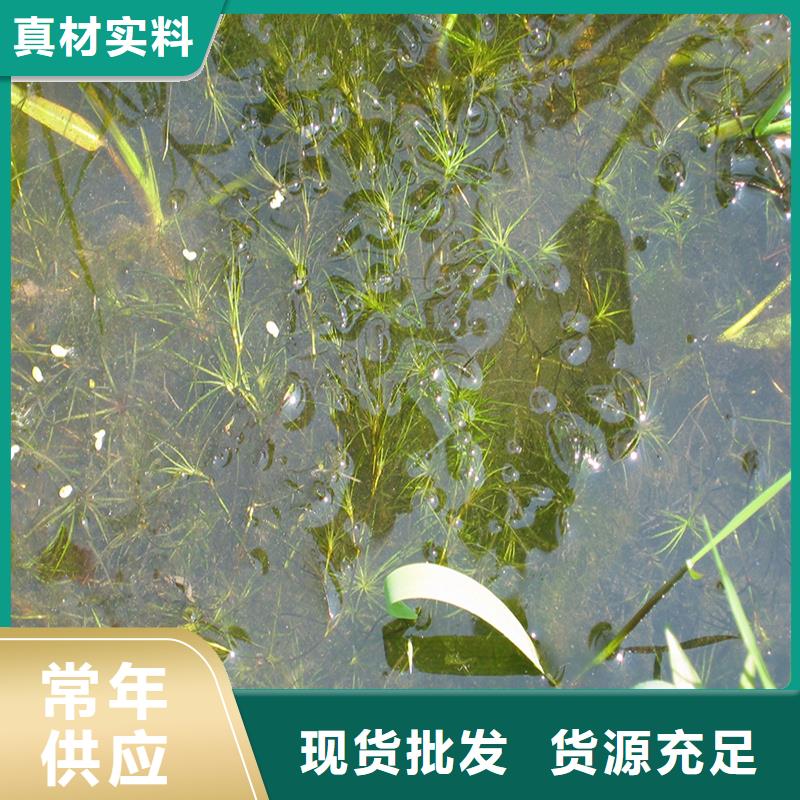 性价比高的轮叶黑藻供货商