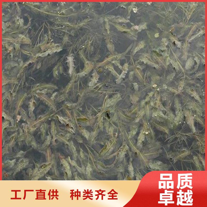 菹草购买注意事项