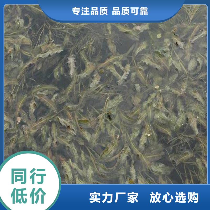 水毛茛现货齐全